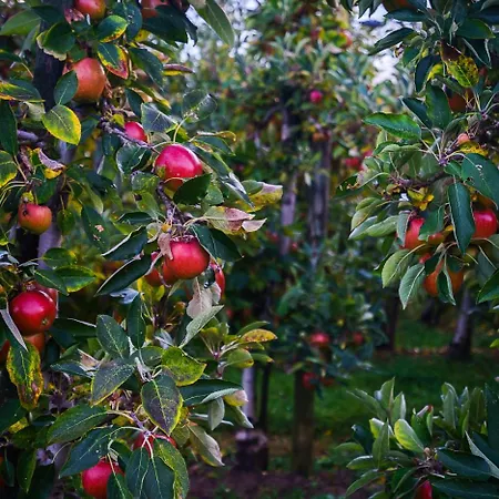 Seehotel Linde מלון בודמן-לודוויגסהפן