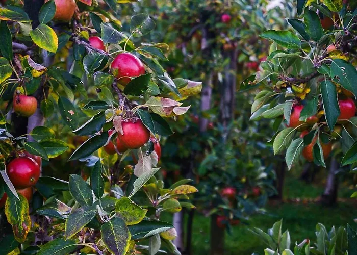 Seehotel Linde Hotel Bodman-Ludwigshafen